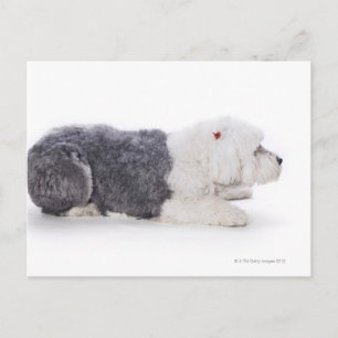 Old English Sheepdog on white background Postcard