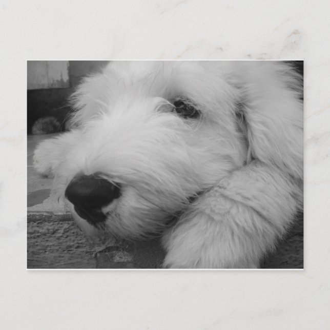 Old English Sheepdog Postcard (Front)