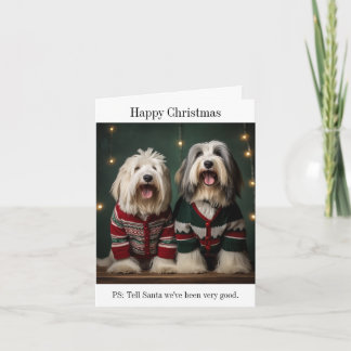 Old English Sheepdogs Christmas Card
