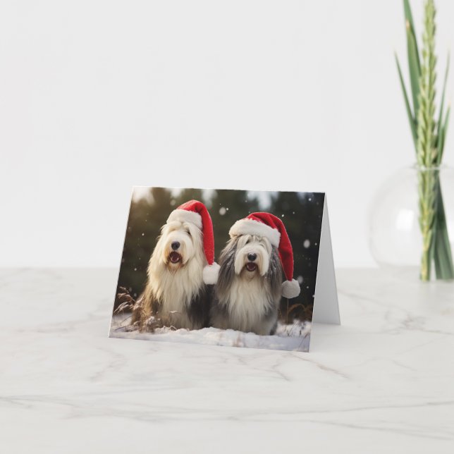 Old English Sheepdogs Christmas Card (Front)