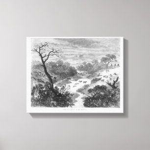 Old engraving- Landscape with cattle Canvas Print