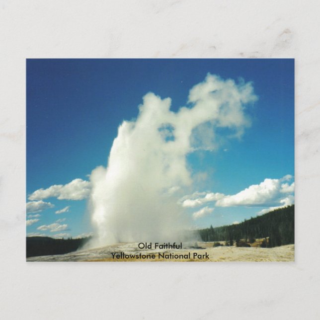 Old Faithful @ Yellowstone National Park Postcard (Front)