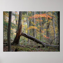 Old fallen tree in the deep forest in autumn faux 