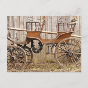 Old Fancy Horse Coach Buggy Postcard