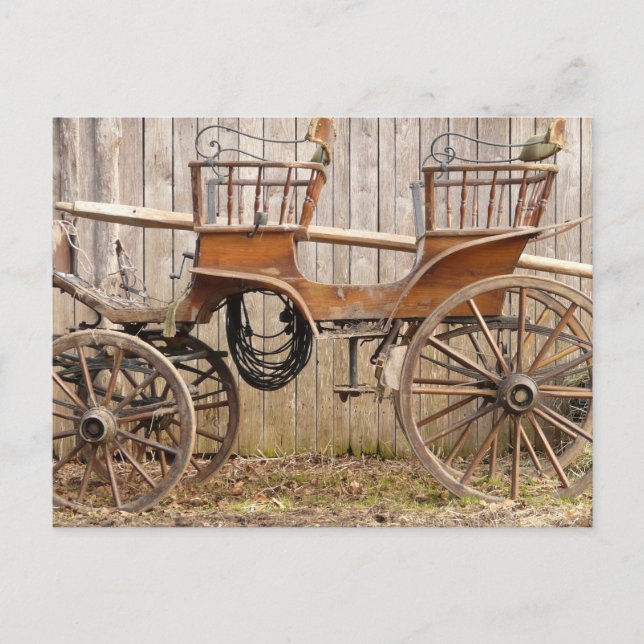 Old Fancy Horse Coach Buggy Postcard (Front)