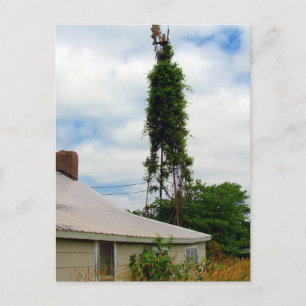 Old Farmstead Postcard