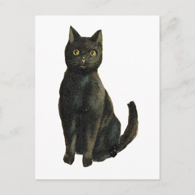 Old Fashioned Halloween Black Cat Postcard (Front)