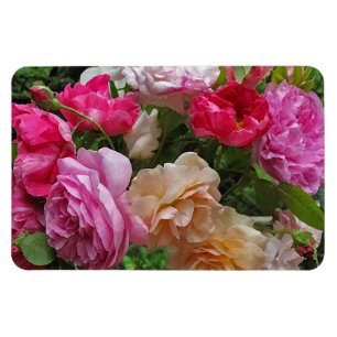 Old Fashioned Roses Magnet