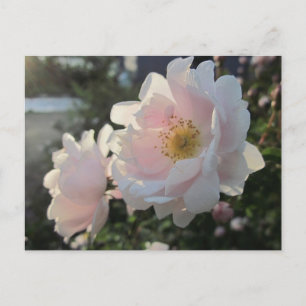 Old Fashioned Roses Postcard