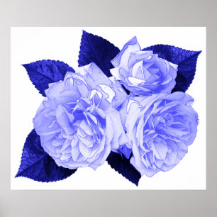 Old Fashioned Roses Poster