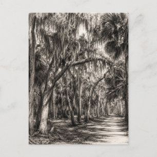 Old Florida Oak Hammock Graphite Sketch Rockledg Postcard