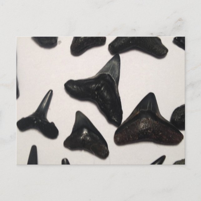 Old Florida Shark Teeth Jaw Fossils Postcard (Front)