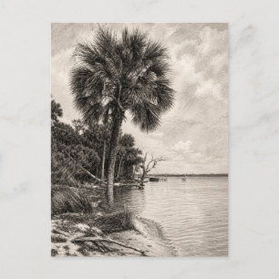 Old Florida Shoreline Graphite Sketch Rockledge Postcard