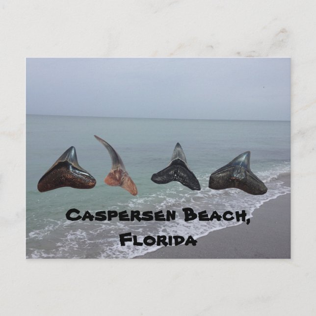 Old Fossilized Shark Teeth Florida Beach Treasures Postcard (Front)