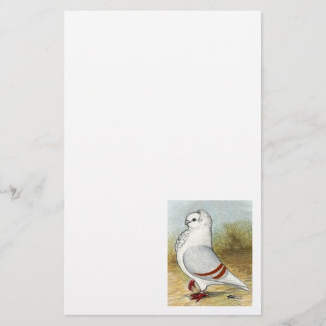 Old German Owl Pigeon Standing Tall (Front)