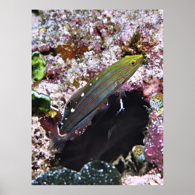 Old Glory Portrait Poster (Front)