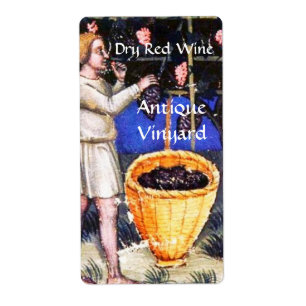 OLD GRAPE VINEYARD HARVEST