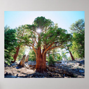 Old-growth Juniper tree in the Sierras Poster