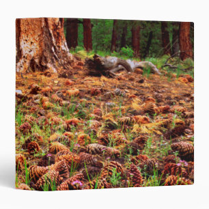 Old-growth Ponderosa tree with pine cones Binder