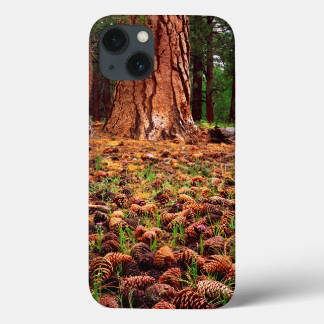 Old-growth Ponderosa tree with pine cones Case-Mate iPhone Case (Back)