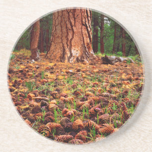 Old-growth Ponderosa tree with pine cones Coaster