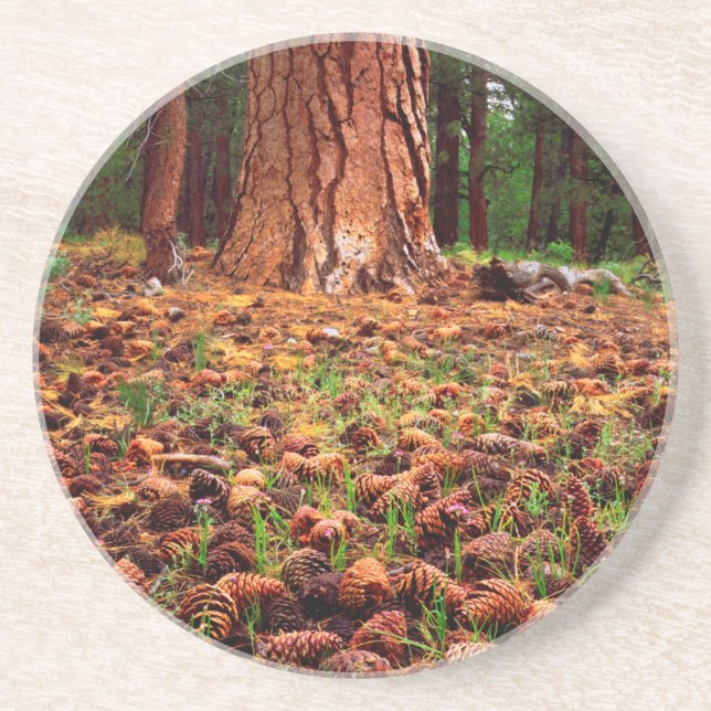 Old-growth Ponderosa tree with pine cones Coaster (Front)