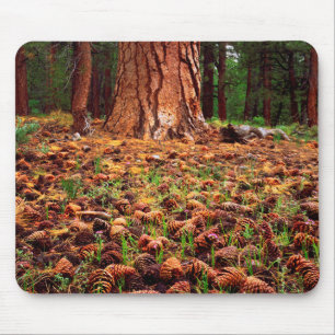 Old-growth Ponderosa tree with pine cones Mouse Pad