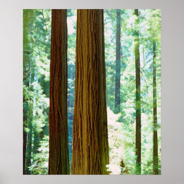 Old-growth Redwood trees Poster (Front)