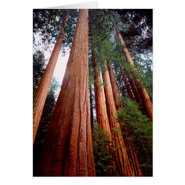 Old-growth Sequoia Redwood trees (Front)