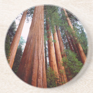 Old-growth Sequoia Redwood trees Coaster
