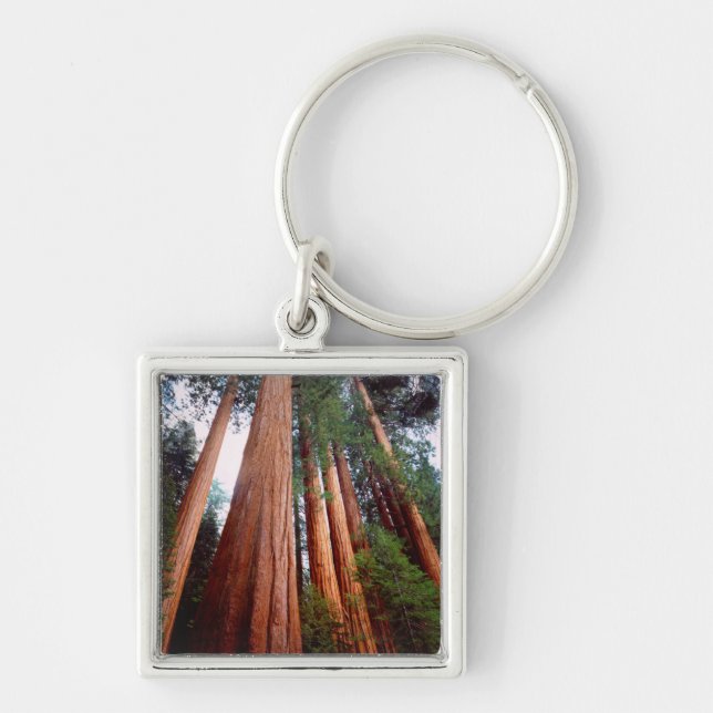 Old-growth Sequoia Redwood trees Keychain (Front)