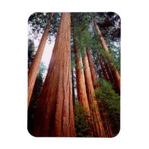 Old-growth Sequoia Redwood trees Magnet