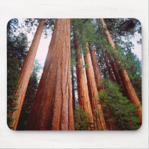 Old-growth Sequoia Redwood trees Mouse Pad