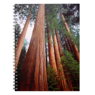 Old-growth Sequoia Redwood trees Notebook