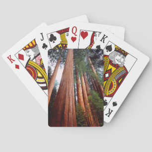 Old-growth Sequoia Redwood trees Playing Cards