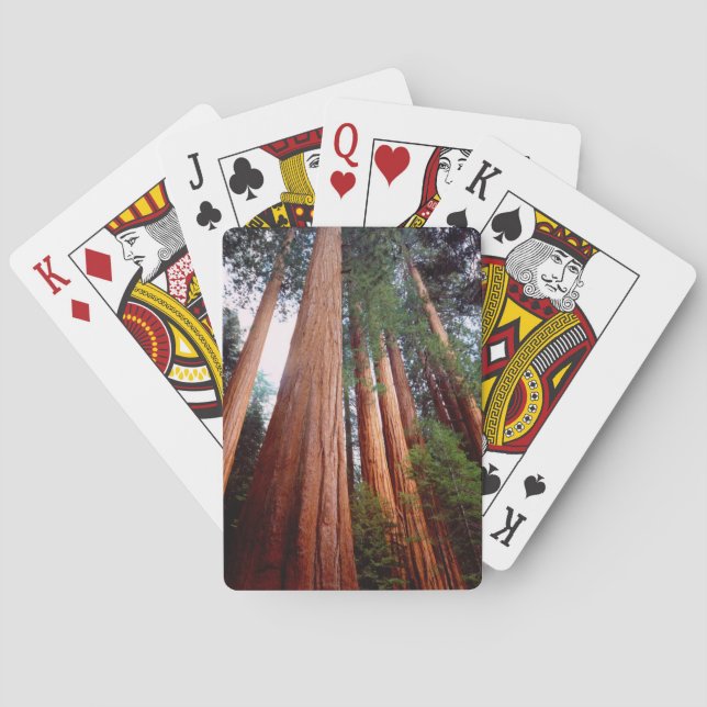 Old-growth Sequoia Redwood trees Playing Cards (Back)
