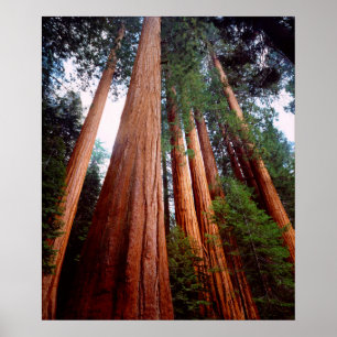 Old-growth Sequoia Redwood trees Poster