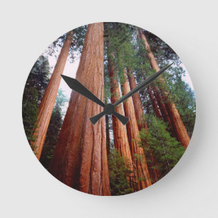 Old-growth Sequoia Redwood trees Round Clock