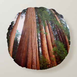 Old-growth Sequoia Redwood trees Round Pillow
