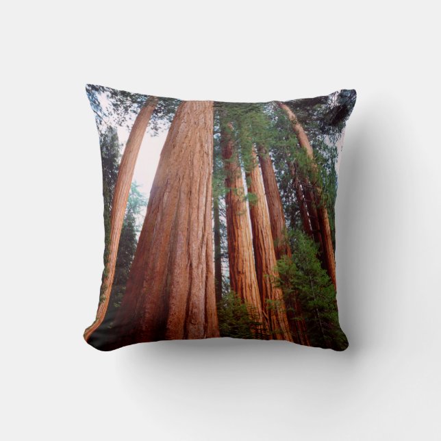 Old-growth Sequoia Redwood trees Throw Pillow (Front)