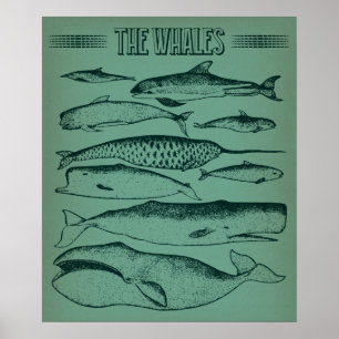 Old Illustration of Whales Poster