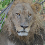 Old Lion Hanging Out. Trucker Hat<br><div class="desc">Taken near Chobe Camp in Botswana, Afrca.</div>