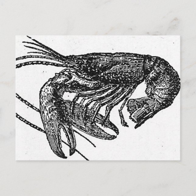 Old Lobster Drawing Postcard (Front)