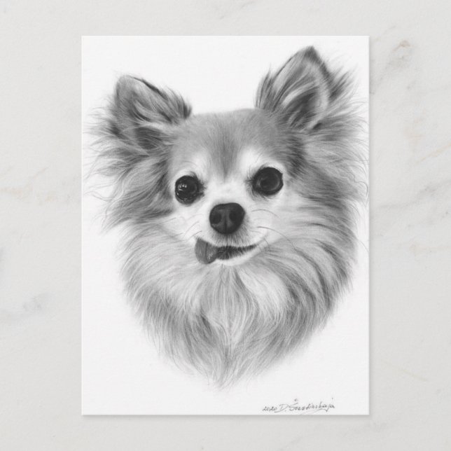 Old Long Haired Chihuahua Hand Painted Artwork Postcard (Front)