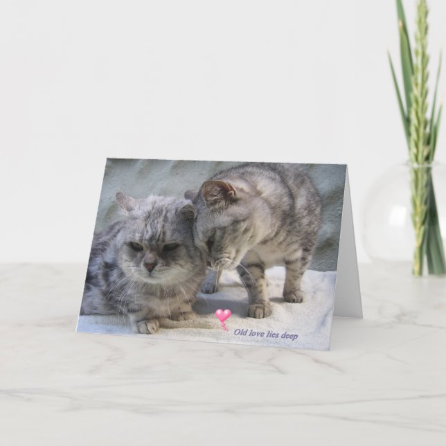 old love lies deep.....cat greeting card (Front)