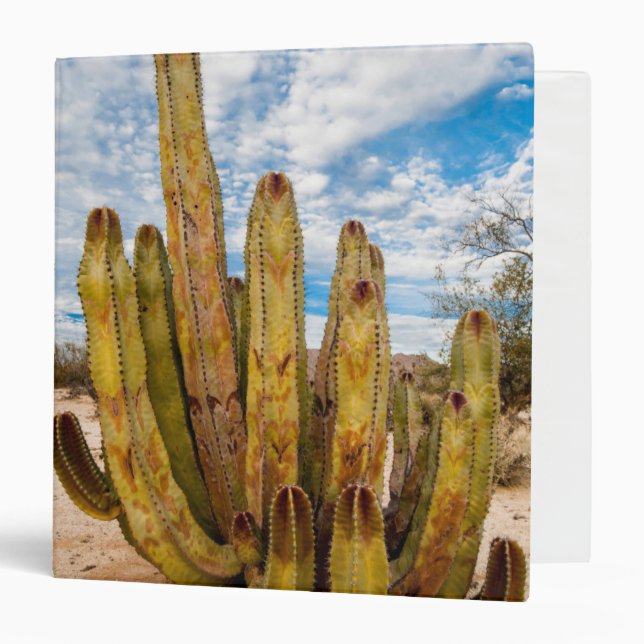Old Man Cactus portrait, Mexico Binder (Front/Inside)