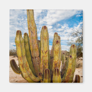 Old Man Cactus portrait, Mexico Magnet