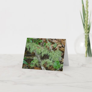 Old Man's Beard Lichen Note Card