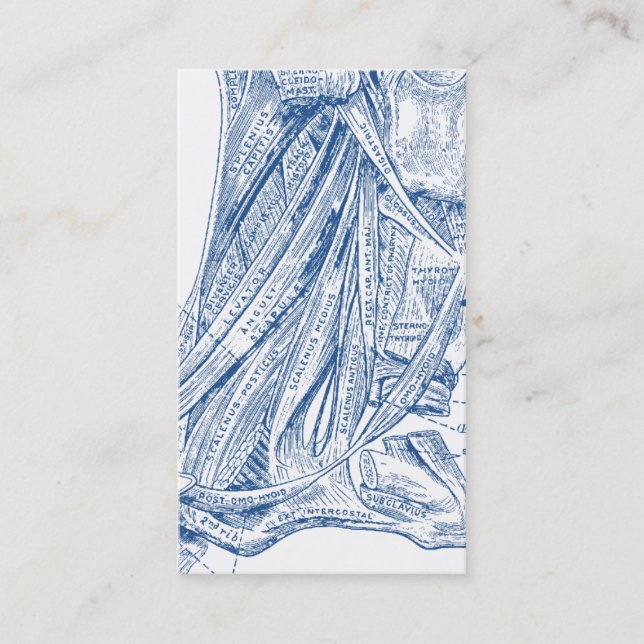 Old Medical Drawing Muscles of the Neck Blue Business Card (Front)