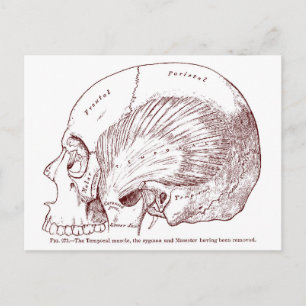 Old Medical Drawing Temporal Muscle Postcard